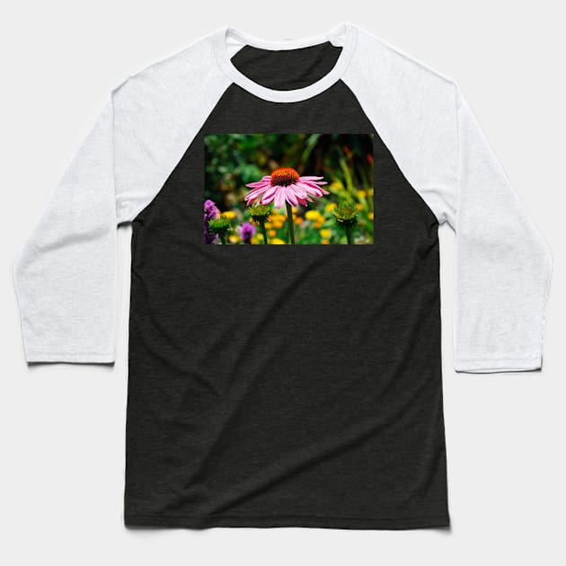 Echinacea Purpurea Baseball T-Shirt by jojobob